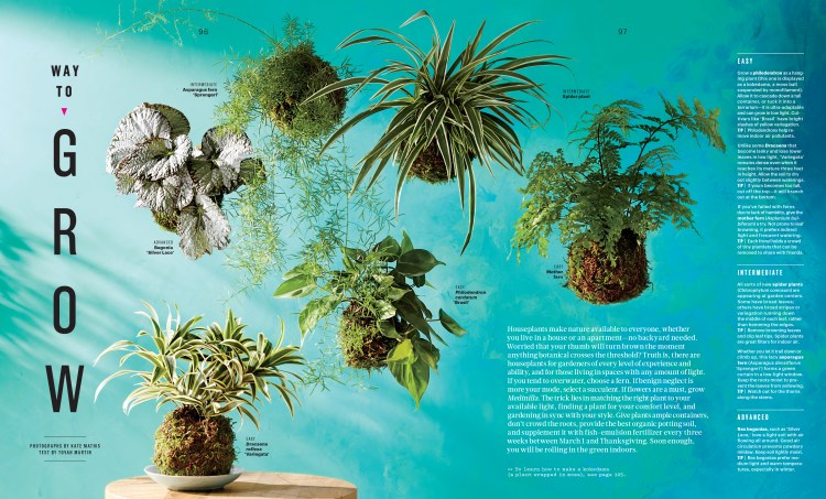 Feb Houseplants Feature-1