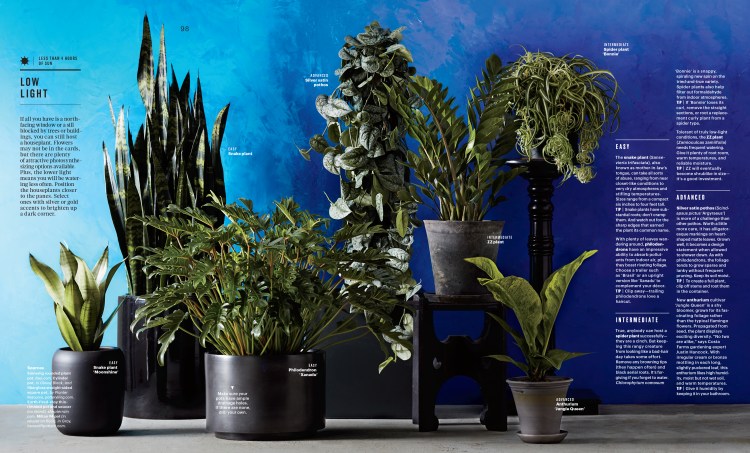 Feb Houseplants Feature-2