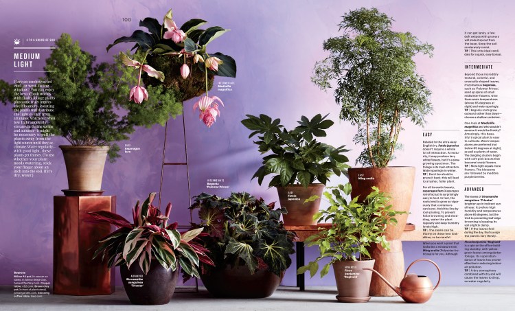 Feb Houseplants Feature-3