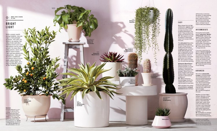 Feb Houseplants Feature-4